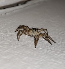 Menemerus semilimbatus