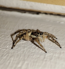 Menemerus semilimbatus