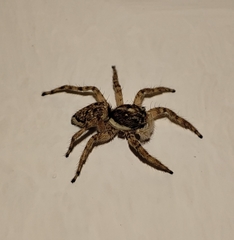 Menemerus semilimbatus