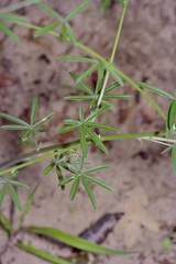 Pediomelum digitatum