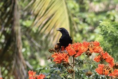 Corvus leucognaphalus