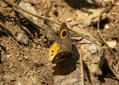 Ypthima aphnius