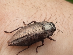 Dicerca berolinensis