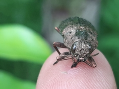 Dicerca berolinensis