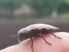 Dicerca berolinensis