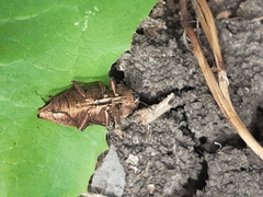 Dicerca berolinensis