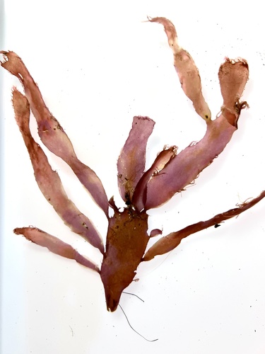 Cladhymenia oblongifolia observed 2022-05-23
