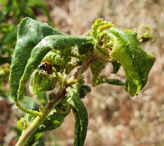 Brachycaudus amygdalinus