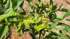 Brachycaudus amygdalinus