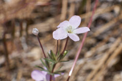 Leptosiphon breviculus