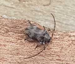 Exocentrus formosofasciolatus