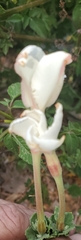 Mandevilla lanuginosa