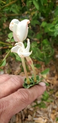 Mandevilla lanuginosa