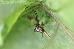 Micrathena militaris