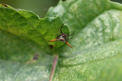 Micrathena militaris