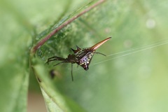 Micrathena militaris