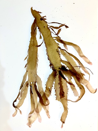 Cladhymenia oblongifolia observed 2022-05-23
