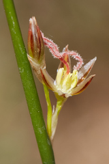 Juncus mexicanus