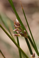 Juncus mexicanus