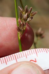 Juncus mexicanus