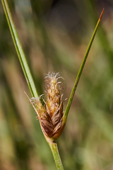 Bolboschoenus maritimus paludosus
