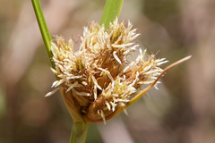 Bolboschoenus maritimus paludosus