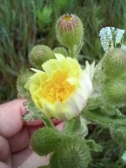 Andryala integrifolia