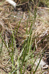 Bolboschoenus maritimus paludosus