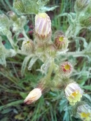 Andryala integrifolia