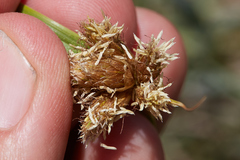 Bolboschoenus maritimus paludosus