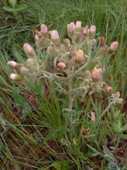 Andryala integrifolia