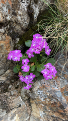 Primula hirsuta