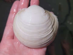 Pegophysema schrammi