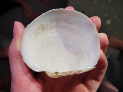 Pegophysema schrammi