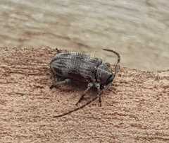 Exocentrus formosofasciolatus