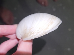 Pegophysema schrammi