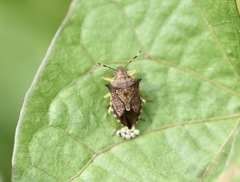 Podisus sagitta