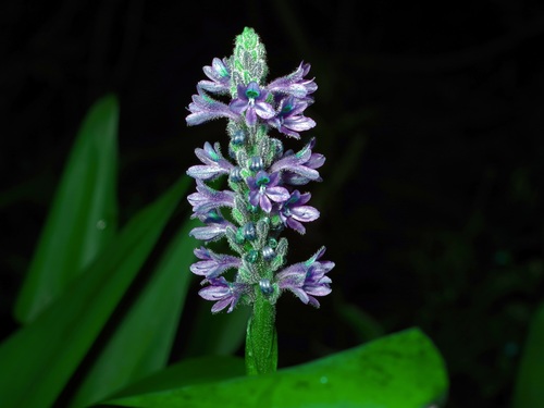 Pontederia cordata iNat (2)