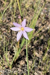 Olsynium douglasii