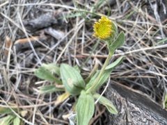 Arnica fulgens