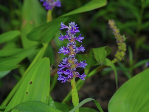 Pontederia cordata