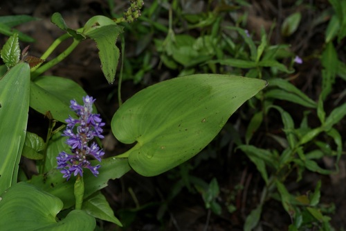 Pontederia cordata