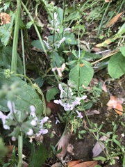 Stachys rigida rigida