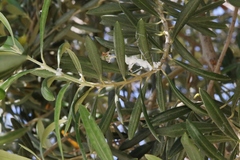 Euphyllura olivina