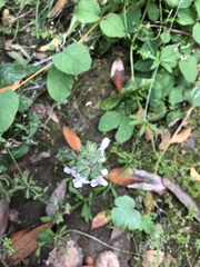 Stachys rigida rigida