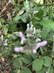 Stachys rigida rigida