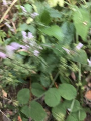 Stachys rigida rigida