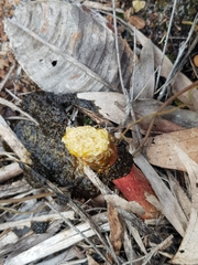 Phallus rubicundus
