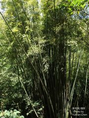 Bambusa dolichoclada