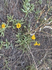 Arnica fulgens